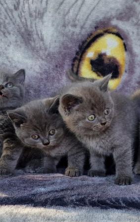 Image 5 of Amazing and Friendly British Shorthair Kittens for sale!!!