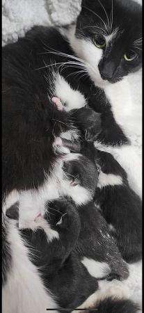 Image 5 of 4 week old kittens…black and white will be ready in 7 weeks
