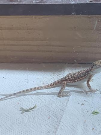 Image 2 of Baby bearded dragons for sale