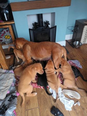 Image 21 of Large mix breed puppies for sale