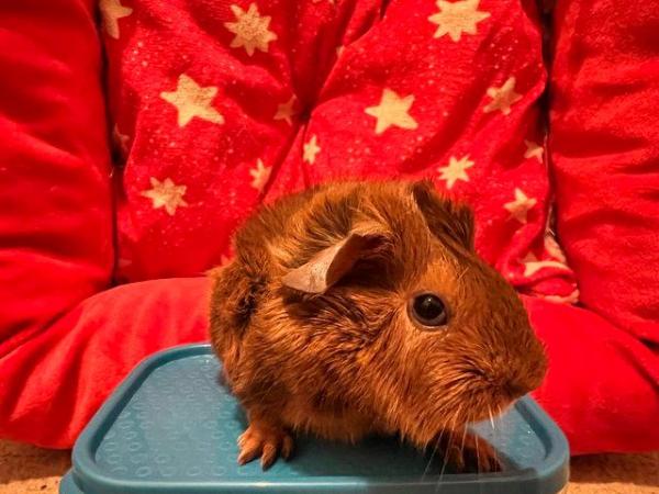 Image 5 of Young attractive male guinea pig for sale