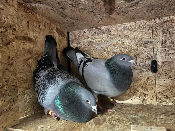 Image 3 of Young racing pigeons for sale