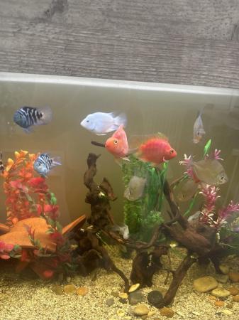 Image 5 of Red blood parrot fish and various fish for sale