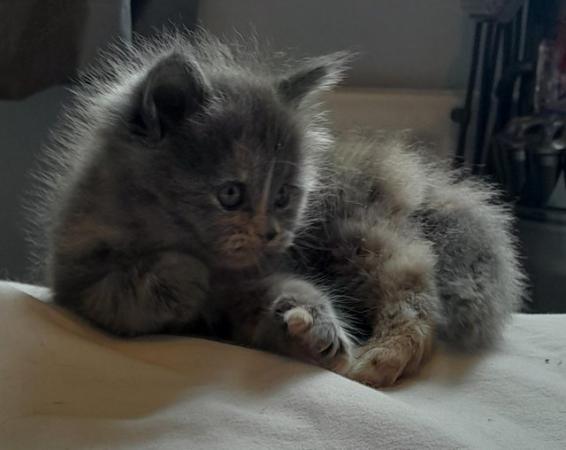 Image 10 of Maine coon x Persian kittens