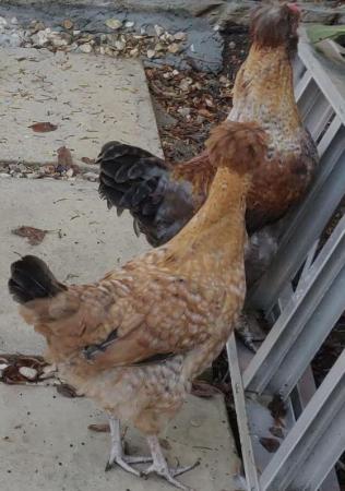Image 17 of Chickens male and female for sale