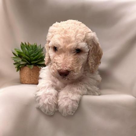 Image 8 of Kc Reg Standard poodle pups 1 Apricot boy & 1 Tuxedo girl