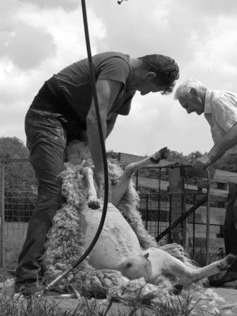 Image 1 of Sheep Shearer Sheep Shearing