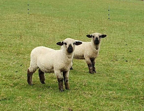 Image 2 of Pedigree Hampshire Down ewe lamb's born March 23