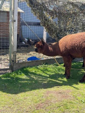 Image 2 of Four Alpacas for sale (male & females)