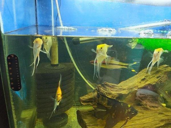 Image 7 of Tropical fish . Angels, King Tiger plecos and Red torpedo