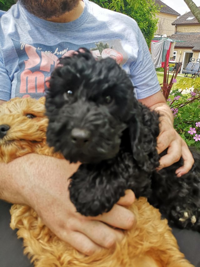 Preview of the first image of F2 Cockerpoo puppies 1 black boy left.