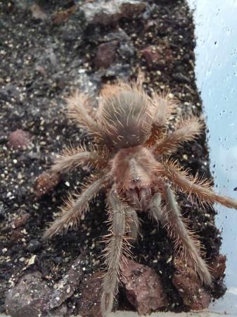 Image 6 of (NEW T's ADDED)Variety of Tarantulas for sale