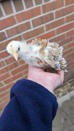 Image 2 of Polish Pekin and rir chicks looking for home
