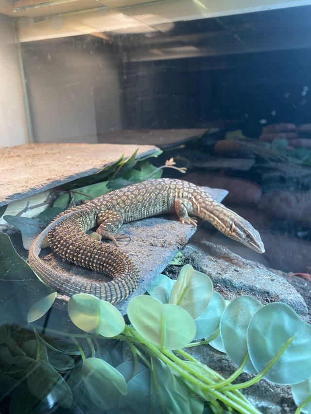 Preview of the first image of Male Ackie monitor for sale.