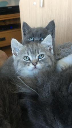 Image 2 of 3 Beautiful female kittens ready to leave to forever homes