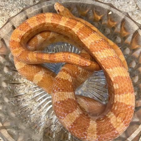 Image 5 of Girl corn snake albino 2 years