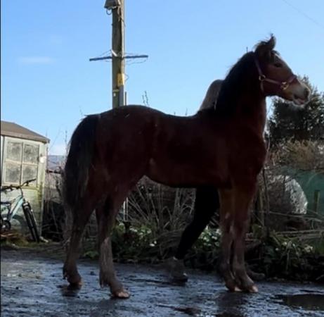 Image 1 of Yearling filly Welsh D Kengarth likely lass