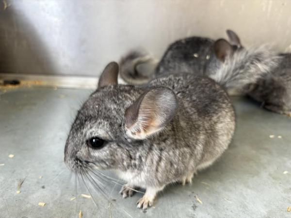 Image 5 of Various chinchillas available