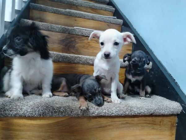 Image 2 of Jack Russell x chihuahua puppies available
