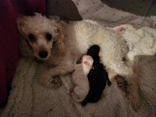 Image 3 of Beautiful tiny toy poodle puppies READY NOW