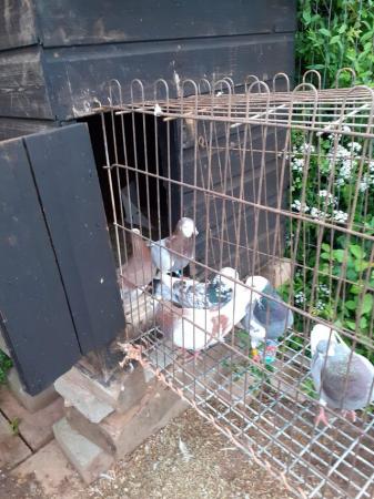 Image 3 of Birmingham roller pigeons 2023 bred
