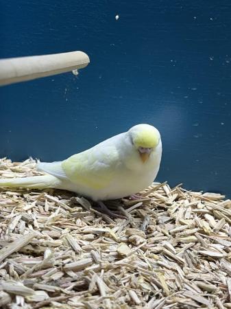 Image 4 of Beautiful baby budgies, stunning colours