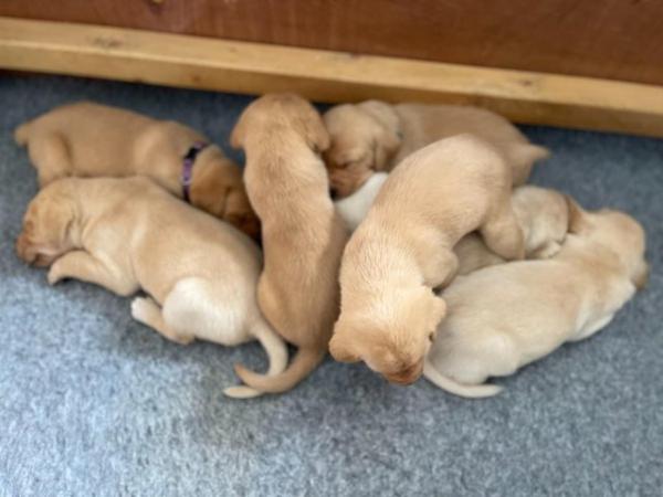 Image 10 of All pups now sold | Ready 3rd July