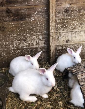 Image 6 of Adorable baby New Zealand White rabbits