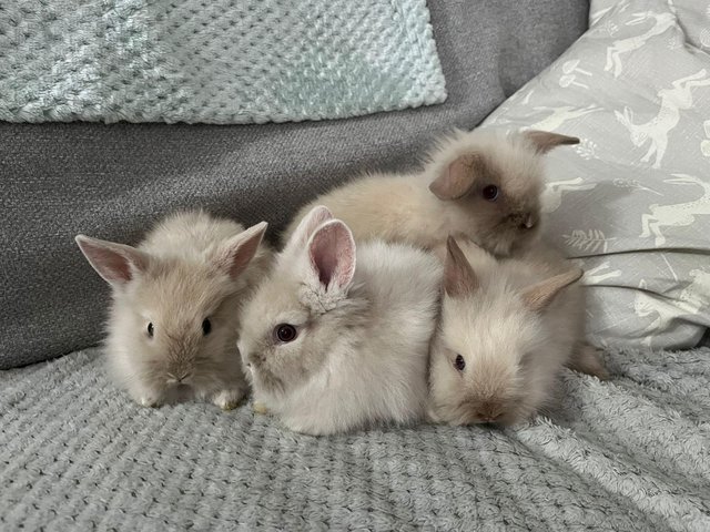 Preview of the first image of Super fluffy Lionhead baby rabbits.