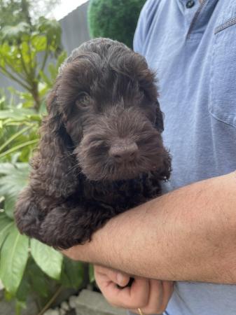 Image 1 of Ready now Beautiful litter of 9chocolate merle cockapoo’s