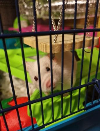 Image 1 of 15 mth male Syrian hamster with large cage and accessories
