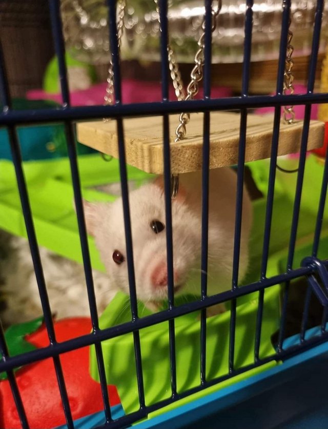 Preview of the first image of 15 mth male Syrian hamster with large cage and accessories.