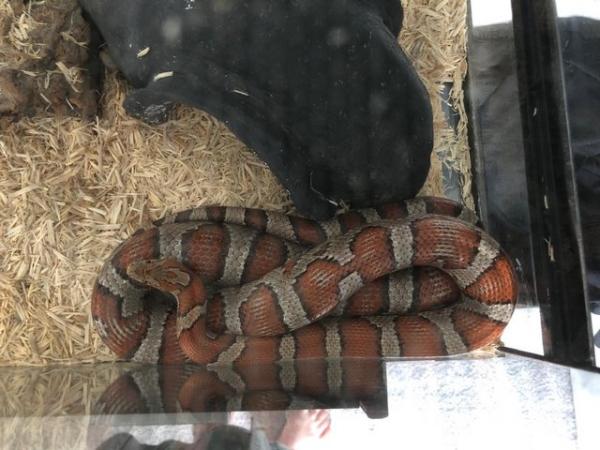 Image 3 of Corn Snake with full set up included