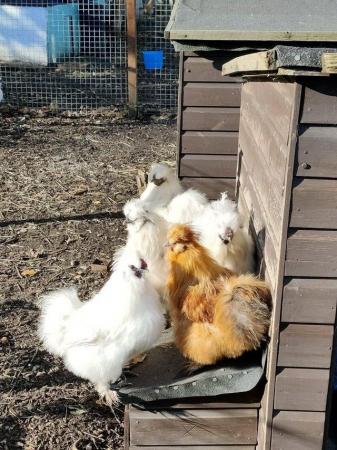 Image 2 of Silkie cockerels looking for a new home
