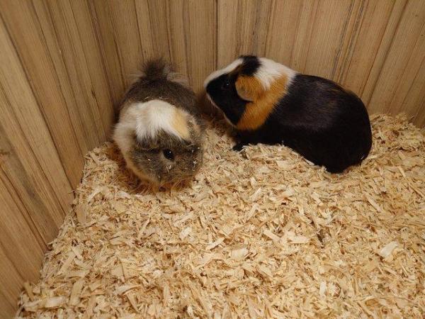 Image 5 of Guinea Pigs - Range of Colours, Sexes and Sizes!
