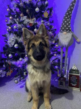 Image 5 of 10month old German shepherd for rehoming