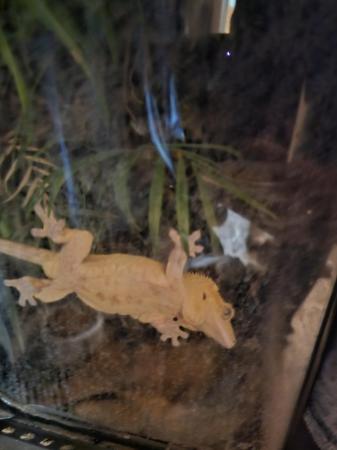 Image 3 of Crested gecko for sale, beautiful girl.