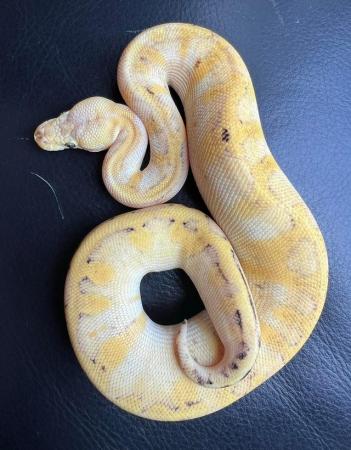 Image 4 of Firefly champagne female ball python royal