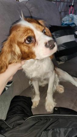 Image 5 of One year old male cavalier needing forever loving home