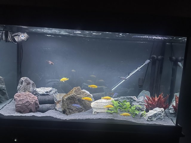 Preview of the first image of Mixed cichlids all for sale.
