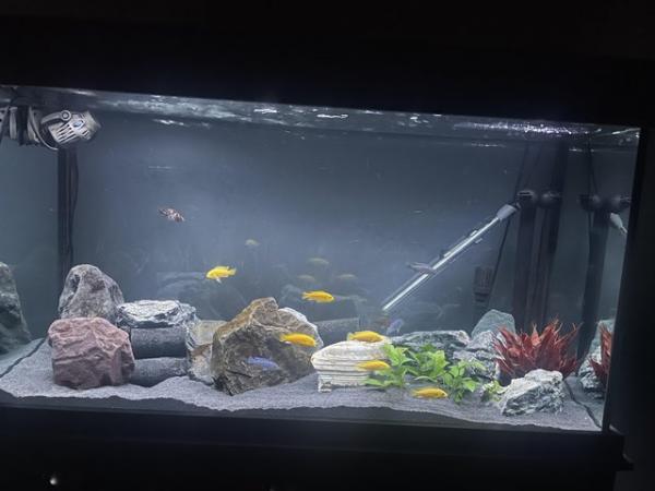Image 1 of Mixed cichlids all for sale