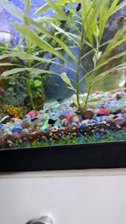 Image 4 of Platies, mollies and Angel fish for sale