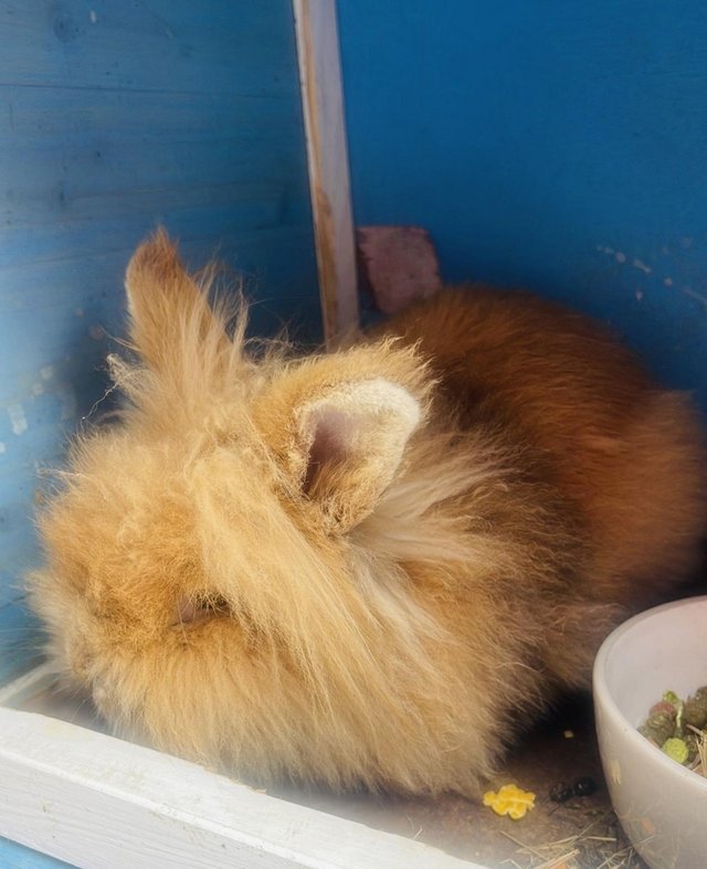 Preview of the first image of This beautiful lion head rabbit is 1 yeaand 5 months old an.