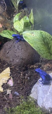 Image 1 of Dart frogs (blue azureus) and other frogs
