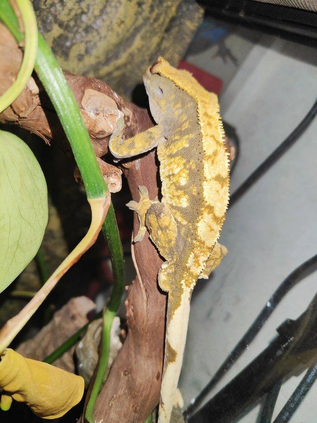 Preview of the first image of Tri coloured harlequin crested gecko for sale..