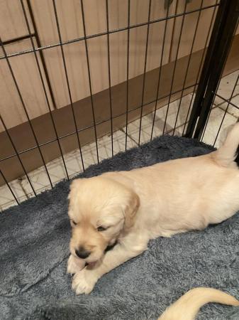 Image 2 of Golden Retriever puppies for sale
