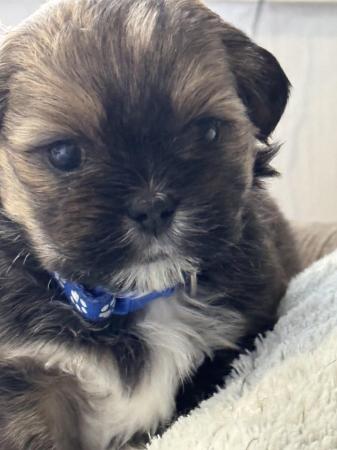 Image 6 of 5 week old Scih Tzu puppies for sale