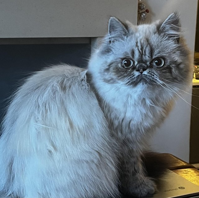 Preview of the first image of Persian cat 18 months female.