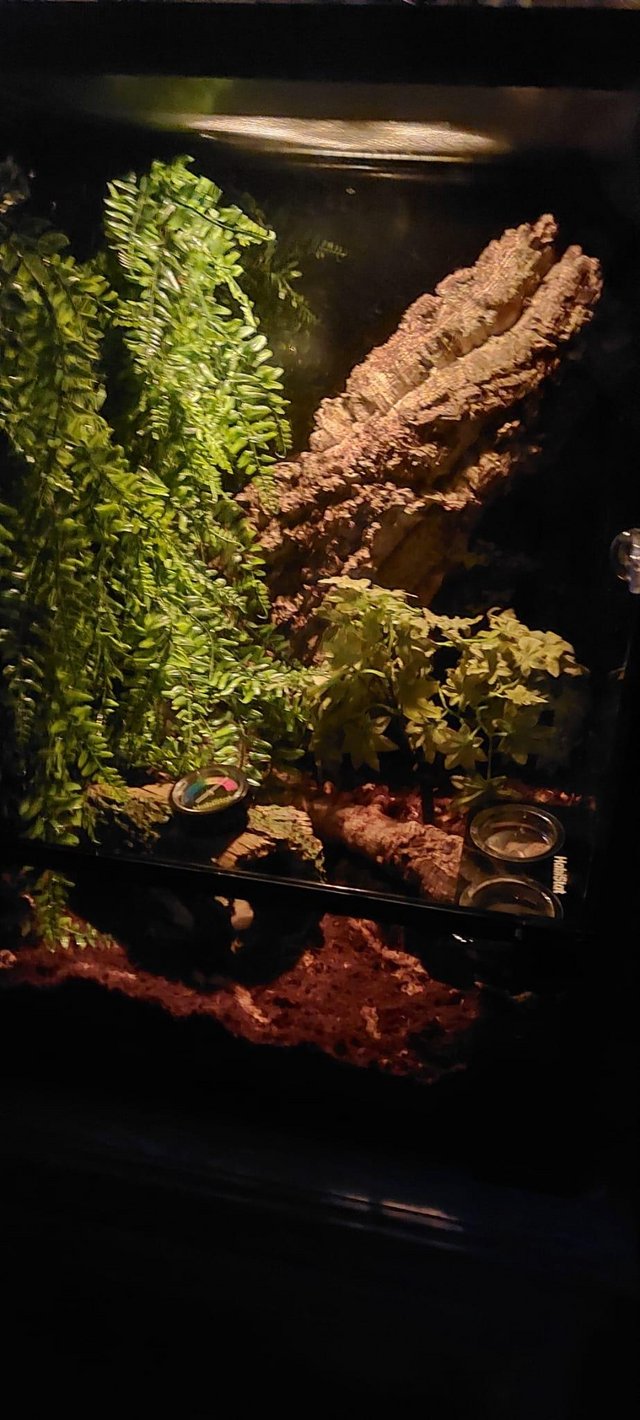 Preview of the first image of Pintails crested gekko and terrarium for sale.