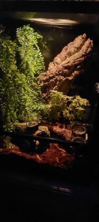 Image 1 of Pintails crested gekko and terrarium for sale